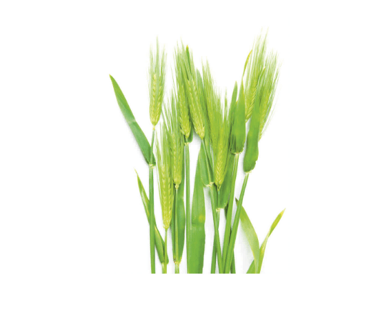 Barley Grass Crop